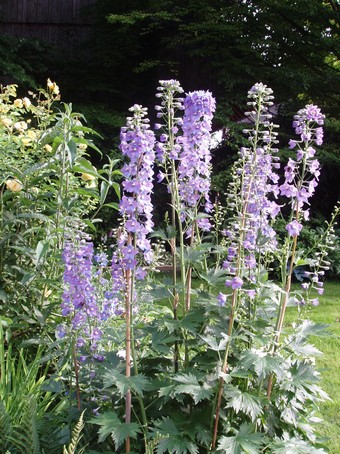 Delphiniums  Diebolsheim, en alsace